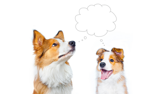 How Long Do Pets Remember You? Pet Memory Facts.